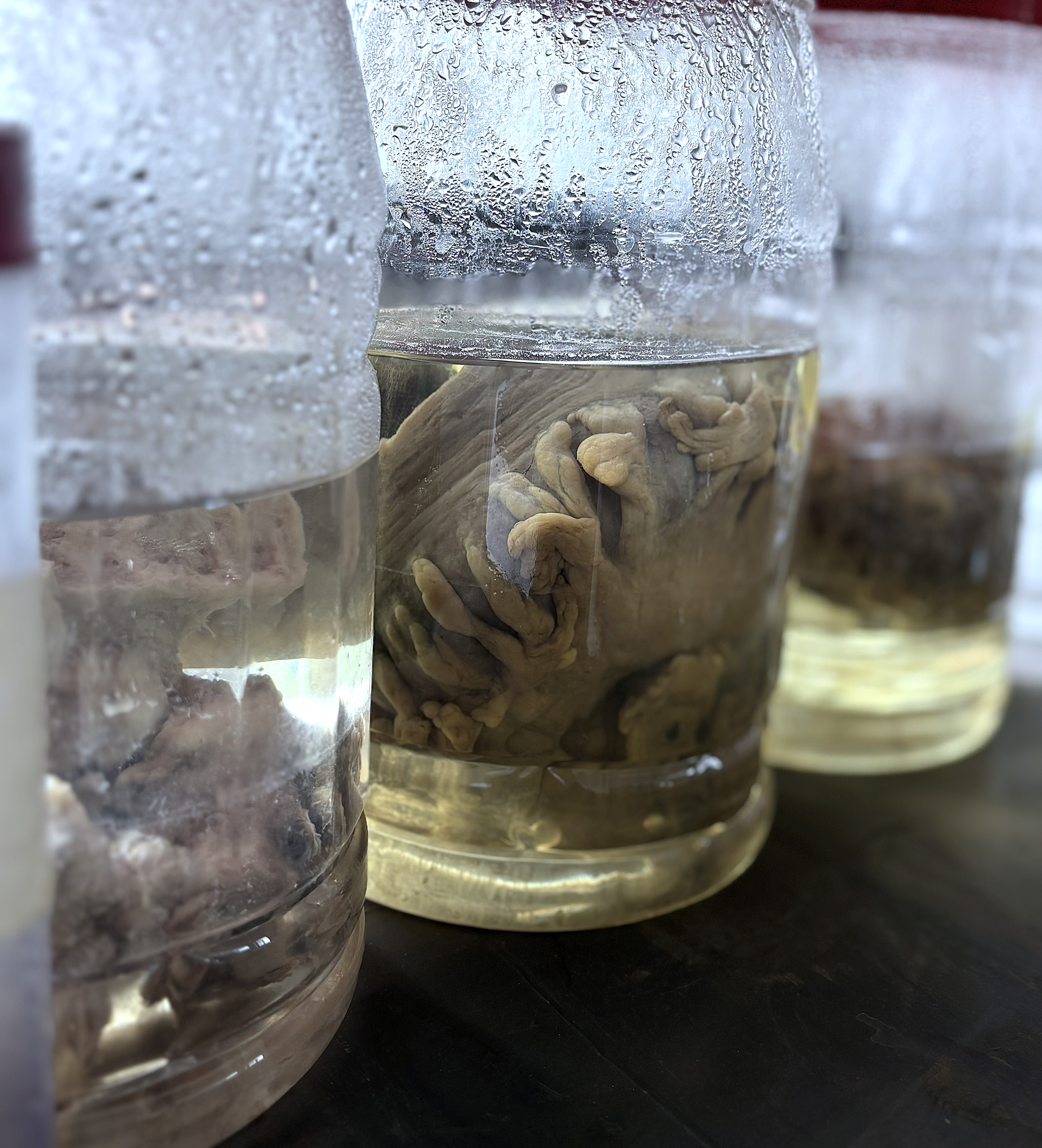 Anatomy Gallery